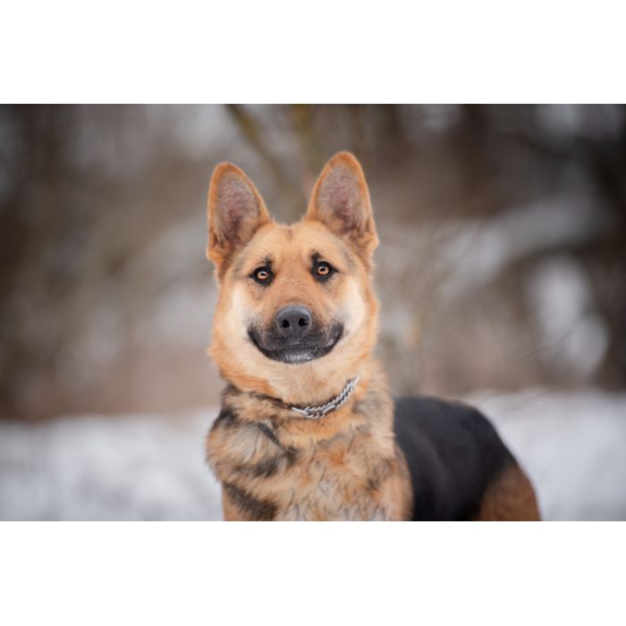 Młoda, radosna Mona w typie owczarka szuka domu