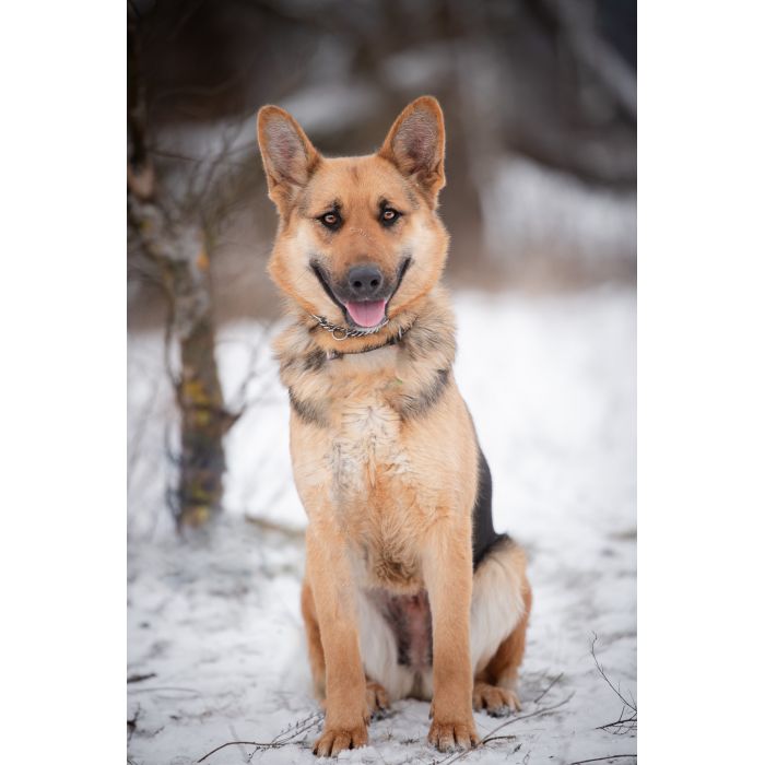 Młoda, radosna Mona w typie owczarka szuka domu!