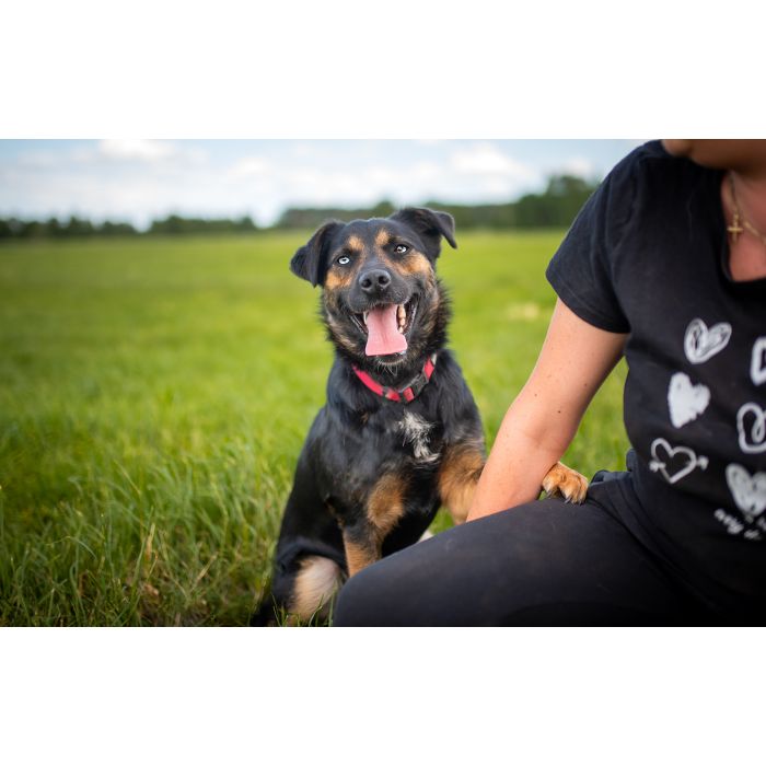 Gucio - młody, niekonfliktowy, wychowany psiak!