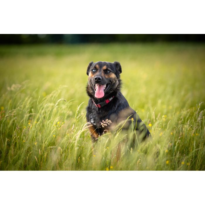 Gucio - młody, niekonfliktowy, wychowany psiak!