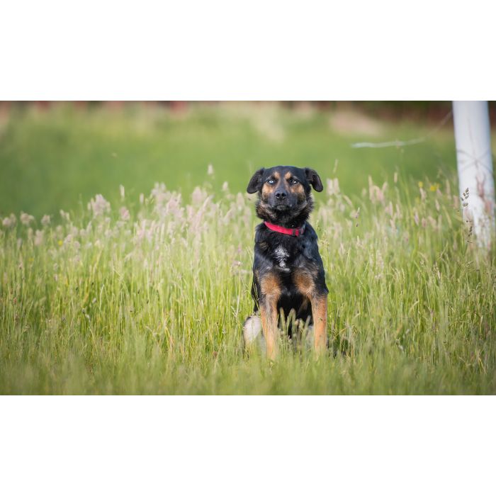 Gucio - młody, niekonfliktowy, wychowany psiak!