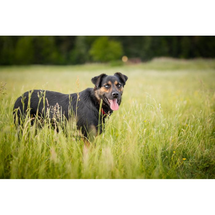 Gucio - młody, niekonfliktowy, wychowany psiak!