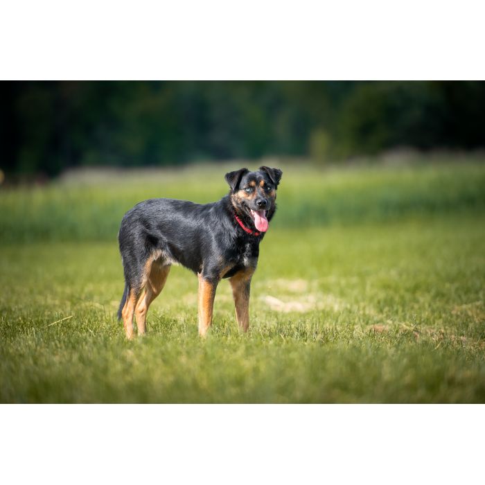 Gucio - młody, niekonfliktowy, wychowany psiak!