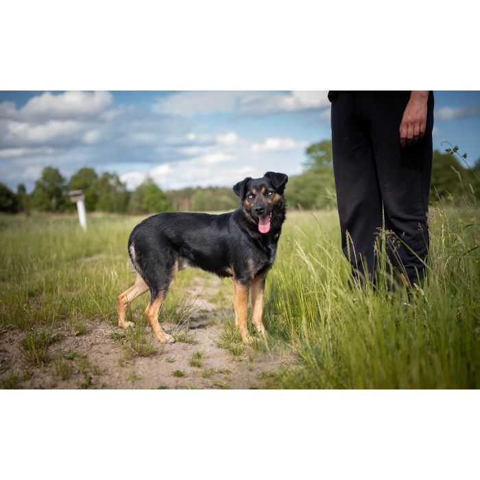 Gucio - młody, niekonfliktowy, wychowany psiak!