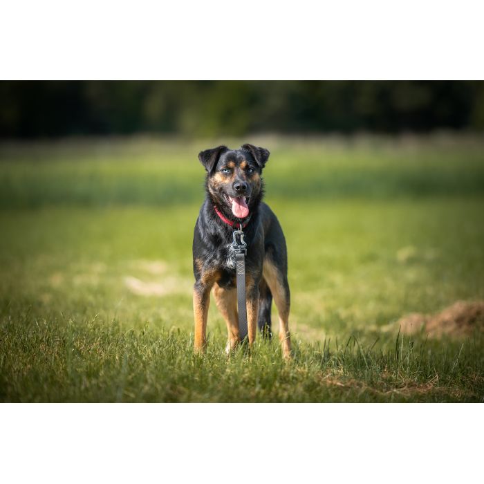 Gucio - młody, niekonfliktowy, wychowany psiak!