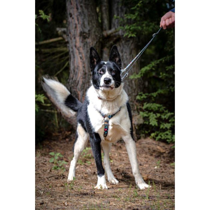 Pako - przyjazny, wesoły, proludzki karelczyk mix