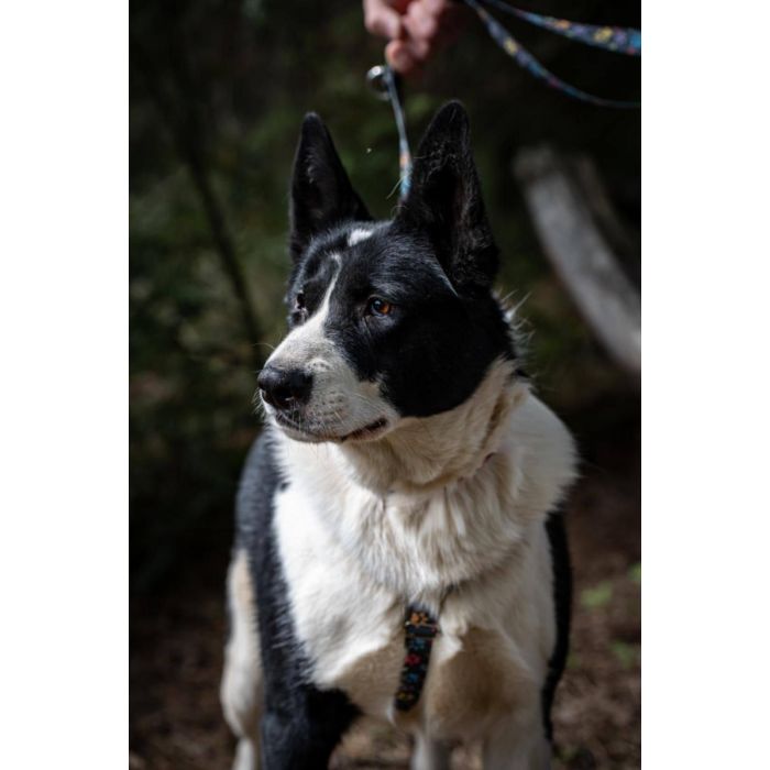 Pako - przyjazny, wesoły, proludzki karelczyk mix