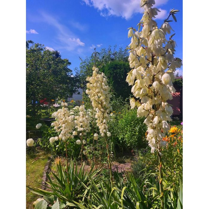 Działka ROD na Rządzu