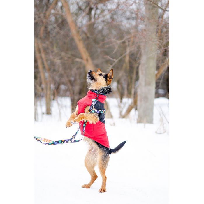 Roxi - młoda, niekonfliktowa, niewielka suczka