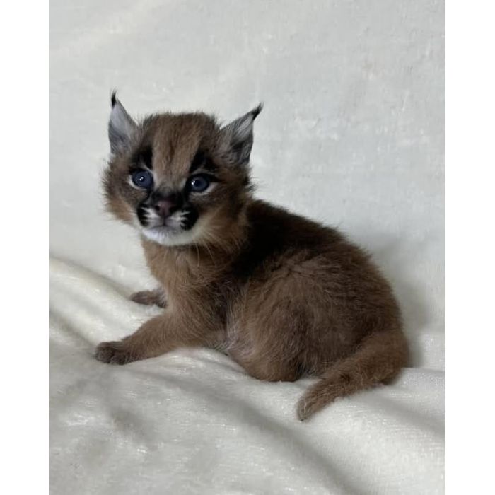 Kocię karakala dostępne