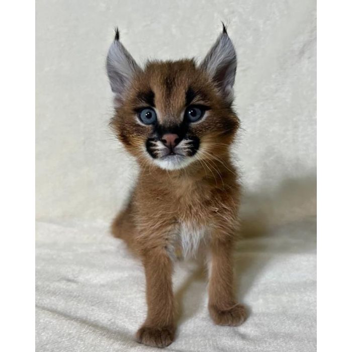 Kocię karakala dostępne