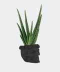 Aloe vera in a black concrete skull, Plants & Pots