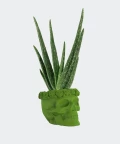 Aloe vera in a green concrete skull, Plants & Pots