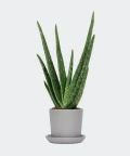 Aloe vera in a grey pot, Plants & Pots