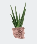 Aloe vera in a rose gold concrete skull, Plants & Pots