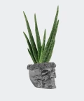 Aloe vera in a steel concrete skull, Plants & Pots