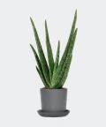 Aloe vera in a stone pot, Plants & Pots