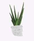 Aloe vera in a white concrete skull, Plants & Pots