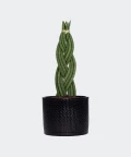 Braided cylindrical snake plant in a black concrete cylinder, Plants & Pots