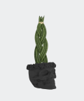 Braided cylindrical snake plant in a black concrete skull, Plants & Pots
