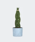 Braided cylindrical snake plant in a blue concrete cylinder, Plants & Pots