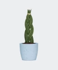 Braided cylindrical snake plant in a blue concrete pot, Plants & Pots