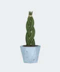 Braided cylindrical snake plant in a blue hex concrete pot, Plants & Pots