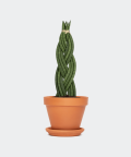 Braided cylindrical snake plant in a brick pot, Plants & Pots