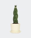 Braided cylindrical snake plant in a cream yellow pot, Plants & Pots