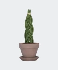 Braided cylindrical snake plant in a grey brick pot, Plants & Pots