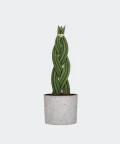 Braided cylindrical snake plant in a grey concrete cylinder, Plants & Pots