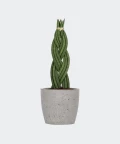 Braided cylindrical snake plant in a grey concrete pot, Plants & Pots
