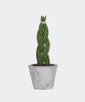 Braided cylindrical snake plant in a grey hex concrete pot, Plants & Pots
