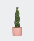 Braided cylindrical snake plant in a pink concrete cylinder, Plants & Pots