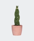 Braided cylindrical snake plant in a pink concrete pot, Plants & Pots