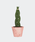 Braided cylindrical snake plant in a pink hex concrete pot, Plants & Pots