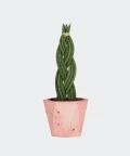 Braided cylindrical snake plant in a pink hex concrete pot, Plants & Pots