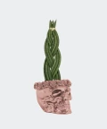 Braided cylindrical snake plant in a rose gold concrete skull, Plants & Pots