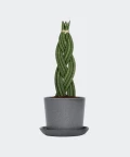 Braided cylindrical snake plant in a stone pot, Plants & Pots