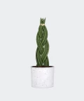 Braided cylindrical snake plant in a white concrete cylinder, Plants & Pots