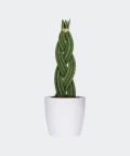 Braided cylindrical snake plant in a white concrete pot, Plants & Pots
