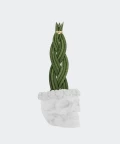 Braided cylindrical snake plant in a white concrete skull, Plants & Pots