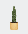 Braided cylindrical snake plant in a yellow concrete cylinder, Plants & Pots