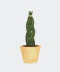 Braided cylindrical snake plant in a yellow hex concrete pot, Plants & Pots