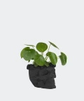 Chinese Money Plant in a black concrete skull, Plants & Pots