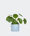 Chinese Money Plant in a blue concrete cylinder, Plants & Pots