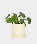 Chinese Money Plant in a cream yellow pot, Plants & Pots