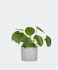 Chinese Money Plant in a grey concrete cylinder, Plants & Pots