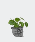 Chinese Money Plant in a in a steel concrete skull, Plants & Pots
