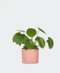 Chinese Money Plant in a pink concrete cylinder, Plants & Pots
